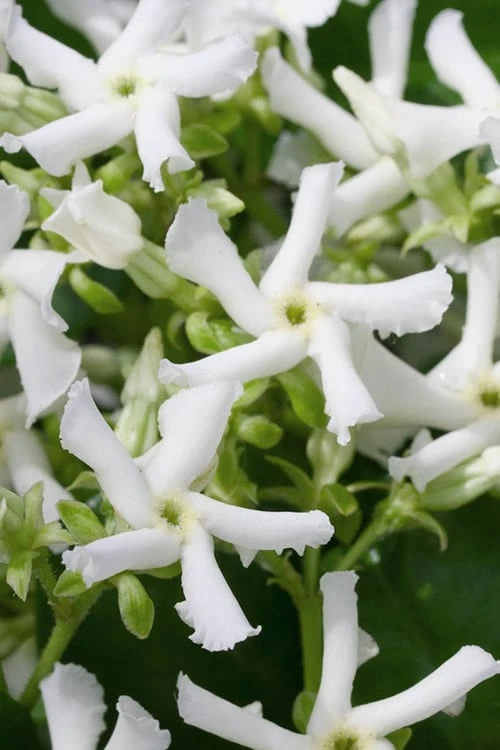 Confederate Jasmine Vine (Trachelospermum Jasminoides) - 6 Pack Of 1 Gallon Pots 1 Confederate Jasmine Vine (Trachelospermum Jasminoides) - 6 Pack Of 1 Gallon Pots