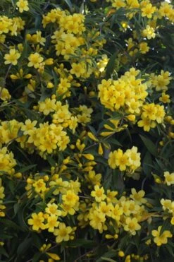 Duet Yellow Jasmine (Jessamine) - 2 Gallon Pot -Foliage Dream Sales Store Jasmine Duet 5
