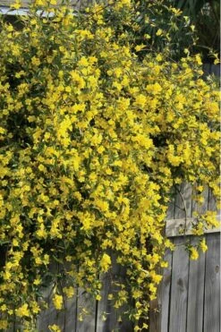 Duet Yellow Jasmine (Jessamine) - 2 Gallon Pot -Foliage Dream Sales Store Jasmine Duet 8