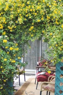 Duet Yellow Jasmine (Jessamine) - 2 Gallon Pot -Foliage Dream Sales Store Jasmine Duet 9