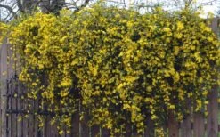 Duet Yellow Jasmine (Jessamine) - 2 Gallon Pot -Foliage Dream Sales Store Jasmine Duet On Fence