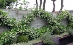 Madison Confederate Jasmine - 6 Pack Of 1 Gallon Pots 10 Madison Confederate Jasmine - 6 Pack Of 1 Gallon Pots -Foliage Dream Sales Store Jasmine Madison 12 1