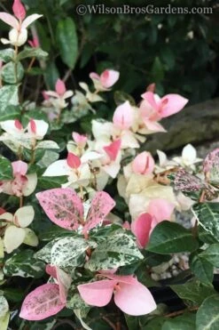 Snow N Summer Asiatic Jasmine - 1 Gallon Pot -Foliage Dream Sales Store Jasmine Snow n Summer 20