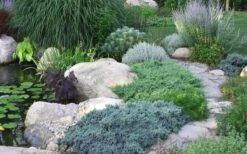 Blue Star Juniper - 6-Pack Of 1 Gallon Pots -Foliage Dream Sales Store Juniper Blue Star 14