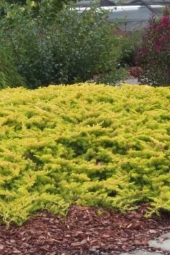 All Gold Golden Pacific Juniper - 6 Pack Of 1 Gallon Pots -Foliage Dream Sales Store Juniper Golden Pacific 1 2