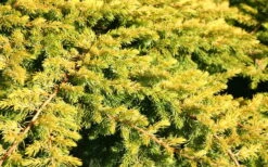 All Gold Golden Pacific Juniper - 1 Gallon Pot -Foliage Dream Sales Store Juniper Golden Pacific 10 1
