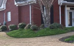 Green Mound Juniper - 6-Pack Of 1 Gallon Pots -Foliage Dream Sales Store Juniper Green Mound