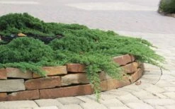 Green Mound Juniper - 6-Pack Of 1 Gallon Pots -Foliage Dream Sales Store Juniper Green Mound 4