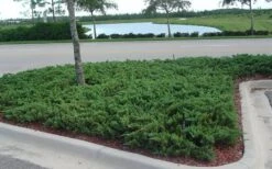 Parsons Juniper - Juniperus Davurica 'Parsonii' - 6 Pack Of 1 Gallon Pots -Foliage Dream Sales Store Juniper Parsons 5