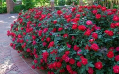Red Double Knock Out Rose - 5 Gallon Pot -Foliage Dream Sales Store Knock Out Rose Double Red 7