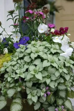 Beacon Silver Lamium - 5 Pack Of Pint Pots -Foliage Dream Sales Store Lamium Beacons Silver 2