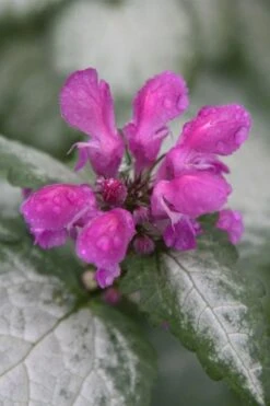 Beacon Silver Lamium - 5 Pack Of Pint Pots -Foliage Dream Sales Store Lamium Beacons Silver 4