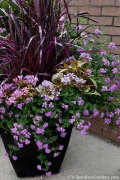 Trailing Lavender Lantana - 5 Pack Of Pint Pots 12 Trailing Lavender Lantana - 5 Pack Of Pint Pots -Foliage Dream Sales Store Lantana Trailing Lavender 16