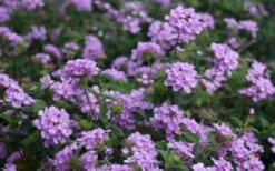 Trailing Lavender Lantana - 1 Gallon Pot -Foliage Dream Sales Store Lantana Trailing Lavender 2 1