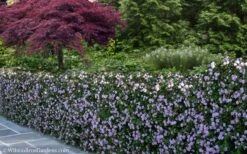 Trailing Lavender Lantana - 5 Pack Of Pint Pots 15 Trailing Lavender Lantana - 5 Pack Of Pint Pots -Foliage Dream Sales Store Lantana Trailing Lavender 22