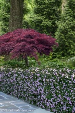 Trailing Lavender Lantana - 5 Pack Of Pint Pots 13 Trailing Lavender Lantana - 5 Pack Of Pint Pots -Foliage Dream Sales Store Lantana Trailing Lavender 23