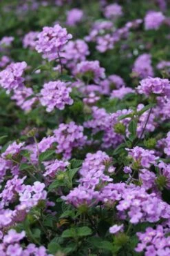 Trailing Lavender Lantana - 5 Pack Of Pint Pots 14 Trailing Lavender Lantana - 5 Pack Of Pint Pots -Foliage Dream Sales Store Lantana Trailing Lavender 500x750 1