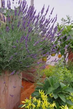Phenomenal Lavender - 10" Patio Pot -Foliage Dream Sales Store Lavender Phenomenal 12