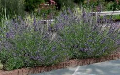 Phenomenal Lavender - 10" Patio Pot -Foliage Dream Sales Store Lavender Phenomenal 13