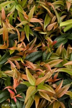 Scarletta Fetterbush - Leucothoe Fontanesiana 'Zeblid' - 3 Gallon Pot -Foliage Dream Sales Store Leucothoe Scarletta 2 1