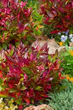 Scarletta Fetterbush - Leucothoe Fontanesiana 'Zeblid' - 3 Gallon Pot -Foliage Dream Sales Store Leucothoe Scarletta 4 1