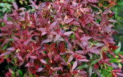 Scarletta Fetterbush - Leucothoe Fontanesiana 'Zeblid' - 3 Gallon Pot -Foliage Dream Sales Store Leucothoe Scarletta 5 1