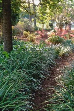 Emerald Goddess Liriope (Lilyturf) - 1 Gallon Pot -Foliage Dream Sales Store Liriope Emerald Goddess 500x750 1