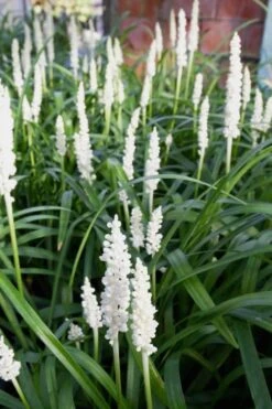 Monroe's White Liriope (Lilyturf) - 6 Pack Of 1 Gallon Pots 9 Monroe's White Liriope (Lilyturf) - 6 Pack Of 1 Gallon Pots -Foliage Dream Sales Store Liriope Monroes White 500x750 1