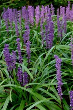 Royal Purple Liriope - Lilyturf - 6 Pack Of 1 Pint Pots -Foliage Dream Sales Store Liriope Royal Purple 500x750 1