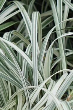 Silver Dragon Liriope - Lilyturf - 6 Pack Of Pint Pots -Foliage Dream Sales Store Liriope Silver Dragon 11