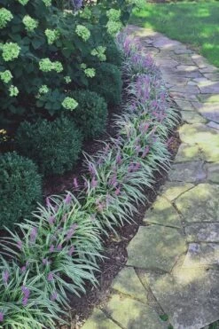 Silvery Sunproof Variegated Liriope - Lilyturf - 6 Pack Of 1 Gallon Pots -Foliage Dream Sales Store Liriope Silvery Sunproof 15