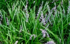 Creeping Lilyturf (Liriope Spicata) - 6 Pack Of Pint Pots -Foliage Dream Sales Store Liriope Spicata 50
