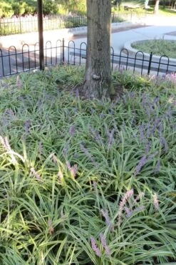 Variegated Liriope (Monkey Grass / Lilyturf) - 6 Pack Of 1 Gallon Pots -Foliage Dream Sales Store Liriope Variegata 6