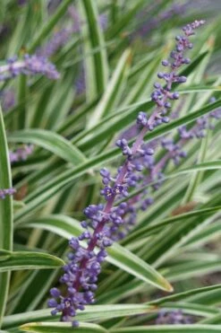 Variegated Liriope (Monkey Grass / Lilyturf) - 6 Pack Of 1 Gallon Pots -Foliage Dream Sales Store Liriope Variegata 7