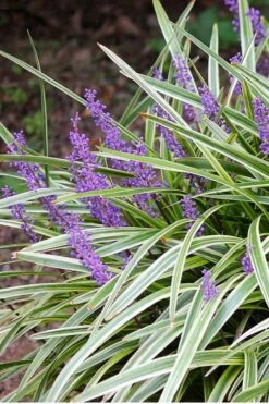 Variegated Liriope (Monkey Grass / Lilyturf) - 6 Pack Of 1 Gallon Pots -Foliage Dream Sales Store Liriope Variegated 15