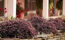 Purple Pixie Loropetalum - 1 Gallon Pot 11 Purple Pixie Loropetalum - 1 Gallon Pot -Foliage Dream Sales Store Loropetalum Purple Pixie 102