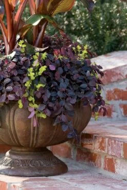 Purple Pixie Loropetalum - 1 Gallon Pot 13 Purple Pixie Loropetalum - 1 Gallon Pot -Foliage Dream Sales Store Loropetalum Purple Pixie 104