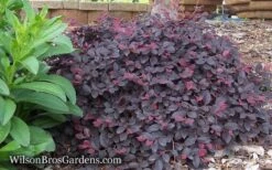 Purple Pixie Loropetalum - 1 Gallon Pot 15 Purple Pixie Loropetalum - 1 Gallon Pot -Foliage Dream Sales Store Loropetalum Purple Pixie 12