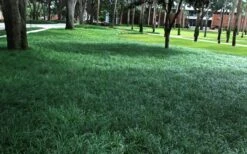 Tall Mondo Grass - 10 Count Flat Of Pint Pots -Foliage Dream Sales Store Mondo Grass 21 1