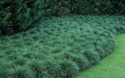 Tall Mondo Grass - 10 Count Flat Of Pint Pots -Foliage Dream Sales Store Mondo Grass 50