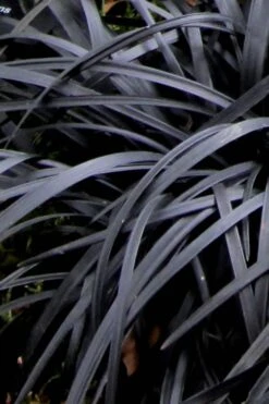 Black Mondo Grass - Ophiopogon Planiscapus 'Nigrescens' - 1 Gallon Pot -Foliage Dream Sales Store Mondo Grass Black 10 1