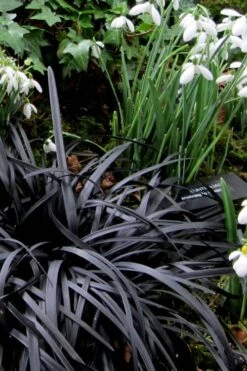Black Mondo Grass - Ophiopogon Planiscapus 'Nigrescens' - 10 Pack Of Pint Pots 12 Black Mondo Grass - Ophiopogon Planiscapus 'Nigrescens' - 10 Pack Of Pint Pots -Foliage Dream Sales Store Mondo Grass Black 11 3