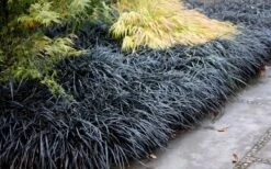 Black Mondo Grass (Ophiopogon Planiscapus 'Nigrescens') - 5 Pack Of Quart Pots -Foliage Dream Sales Store Mondo Grass Black 12 2