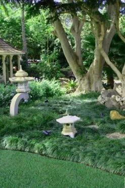 Tall Mondo Grass - 3 Pack Of Pint Pots -Foliage Dream Sales Store Mondo Grass Black 25