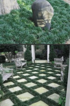 Dwarf Mondo Grass - 18 Count Flat Of Pint Pots -Foliage Dream Sales Store Mondo Grass Dwarf Rev 500x750 1