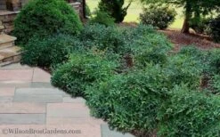 Harbor Belle Dwarf Nandina - 3 Gallon Pot -Foliage Dream Sales Store Nandina Harbor Belle 11