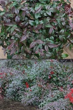 Harbor Belle Dwarf Nandina - 3 Gallon Pot -Foliage Dream Sales Store Nandina Harbor Belle 500x750 1