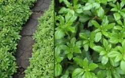 Green Carpet Pachysandra - Japanese Spurge - 18 Count Flat Of Pint Pots -Foliage Dream Sales Store Pachysandra Green Carpet
