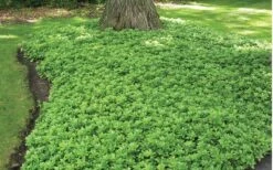Green Carpet Pachysandra - Japanese Spurge - 18 Count Flat Of Pint Pots -Foliage Dream Sales Store Pachysandra Green Carpet Landscape