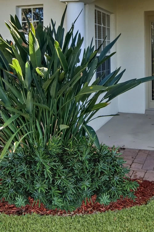 Pringles Dwarf Podocarpus Yew - 6 Pack Of 1 Gallon Pots 1 Pringles Dwarf Podocarpus Yew - 6 Pack Of 1 Gallon Pots